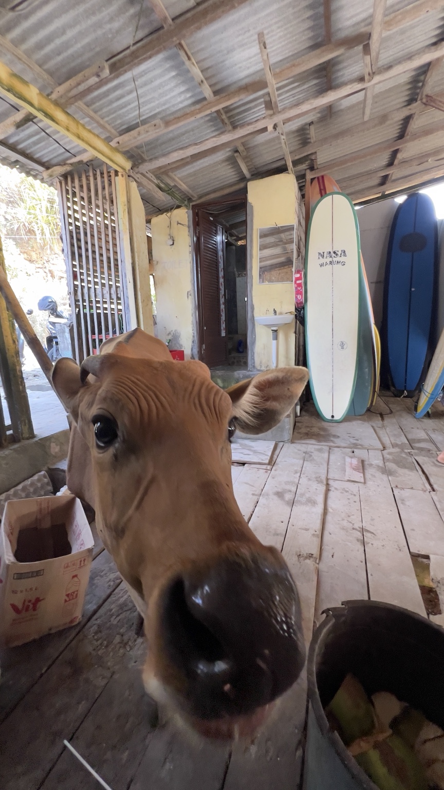 A curious cow visiting Nasa Warung